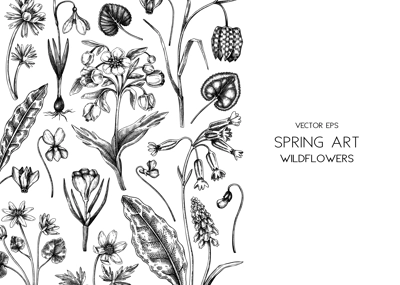 Spring background. Wildflowers hand drawn vector illustrations. Floral design in sketched style. Delicate contoured blooming flowers and leaves border. Vintage minimalist flower sketches